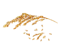 コメヌカ脂質画像