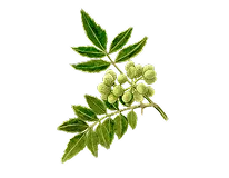 サンショウエキス画像