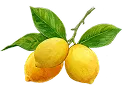 レモン画像