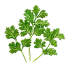 コリアンダー画像