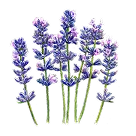 ラバンジン画像